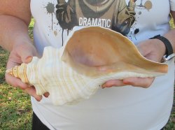 Florida Horse Conch Shell (11-3/4") - Triplofusus giganteus - $27