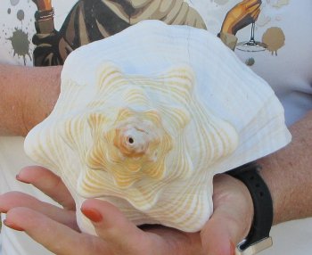 Florida Horse Conch Shell (11-3/4") - Triplofusus giganteus - $27
