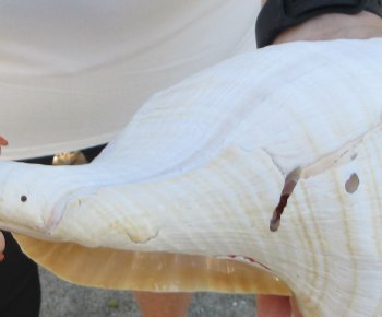 Florida Horse Conch Shell (11-3/4") - Triplofusus giganteus - $27