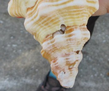 Florida Horse Conch Shell (11-3/4") - Triplofusus giganteus - $27