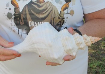 Florida Horse Conch Shell (11") - Triplofusus giganteus - $27