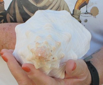 Florida Horse Conch Shell (11") - Triplofusus giganteus - $27