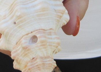 Florida Horse Conch Shell (11") - Triplofusus giganteus - $27