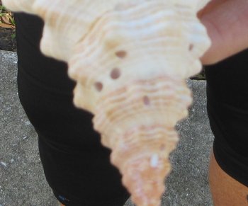 Florida Horse Conch Shell (11") - Triplofusus giganteus - $27