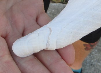 Florida Horse Conch Shell (11") - Triplofusus giganteus - $27