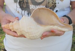 Florida Horse Conch Shell (11") - Triplofusus giganteus - $27