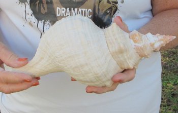 Florida Horse Conch Shell (11") - Triplofusus giganteus - $27