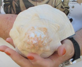 Florida Horse Conch Shell (11") - Triplofusus giganteus - $27