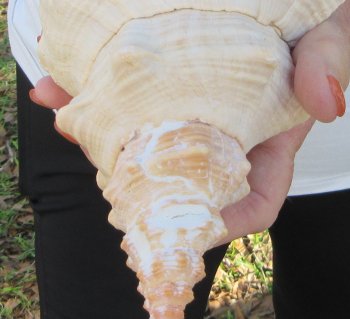 Florida Horse Conch Shell (11") - Triplofusus giganteus - $27