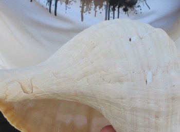 Florida Horse Conch Shell (11") - Triplofusus giganteus - $27
