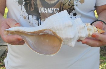 Florida Horse Conch Shell (11") - Triplofusus giganteus - $27