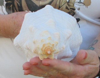 Florida Horse Conch Shell (11") - Triplofusus giganteus - $27
