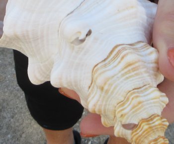 Florida Horse Conch Shell (11") - Triplofusus giganteus - $27