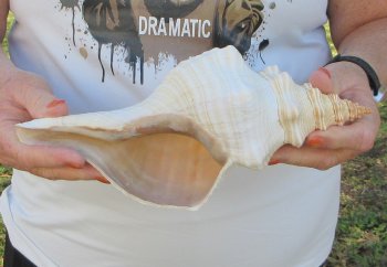 Florida Horse Conch Shell (11") - Triplofusus giganteus - $27