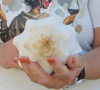 Florida Horse Conch Shell (11") - Triplofusus giganteus - $27
