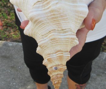 Florida Horse Conch Shell (11") - Triplofusus giganteus - $27