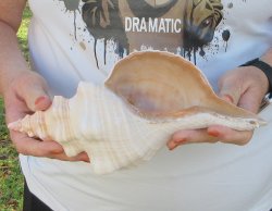 Florida Horse Conch Shell (11") - Triplofusus giganteus - $27