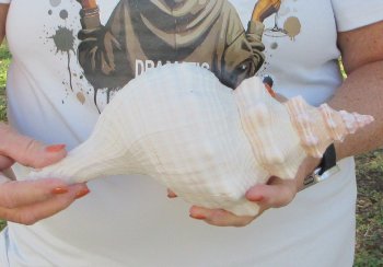 Florida Horse Conch Shell (11") - Triplofusus giganteus - $27