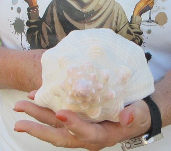 Florida Horse Conch Shell (11") - Triplofusus giganteus - $27