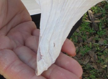 Florida Horse Conch Shell (11") - Triplofusus giganteus - $27