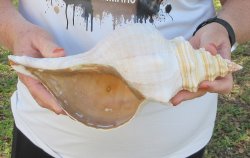Florida Horse Conch Shell (11") - Triplofusus giganteus - $27