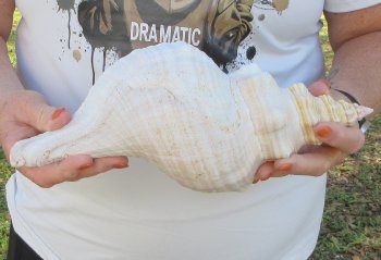 Florida Horse Conch Shell (11") - Triplofusus giganteus - $27