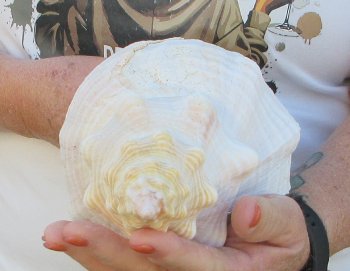 Florida Horse Conch Shell (11") - Triplofusus giganteus - $27