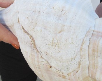 Florida Horse Conch Shell (11") - Triplofusus giganteus - $27