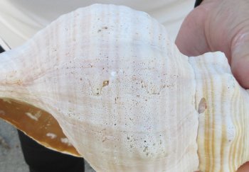 Florida Horse Conch Shell (11") - Triplofusus giganteus - $27