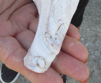 Florida Horse Conch Shell (11") - Triplofusus giganteus - $27