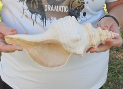 Florida Horse Conch Shell (11") - Triplofusus giganteus - $27