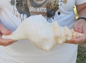 Florida Horse Conch Shell (11") - Triplofusus giganteus - $27