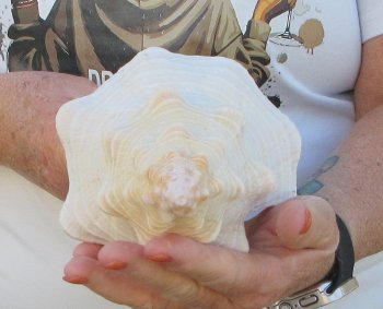 Florida Horse Conch Shell (11") - Triplofusus giganteus - $27