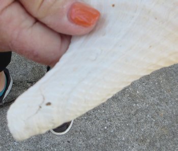 Florida Horse Conch Shell (11") - Triplofusus giganteus - $27