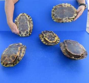 Five piece 8" to 8-3/4" Red Eared Slider Turtle Shells