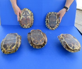 Five piece 8" to 8-3/4" Red Eared Slider Turtle Shells