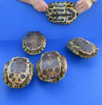 Five piece 8" to 8-3/4" Red Eared Slider Turtle Shells
