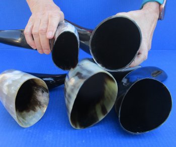 Five piece lot of Polished 12 - 15 Inch Cattle/Cow Horns