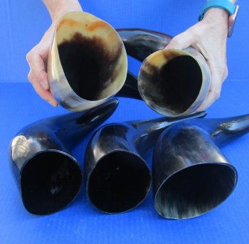 Five piece lot of Polished 12 - 15 Inch Cattle/Cow Horns