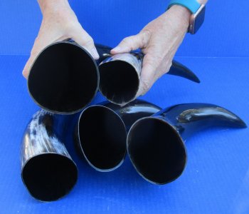 Five piece lot of Polished 12 - 15 Inch Cattle/Cow Horns