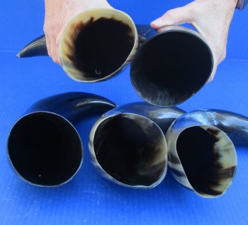 Five piece lot of Polished 12 - 15 Inch Cattle/Cow Horns