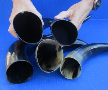 Five piece lot of Polished 12 - 15 Inch Cattle/Cow Horns