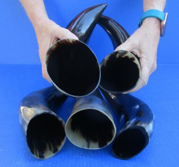 Five piece lot of Polished 12 - 15 Inch Cattle/Cow Horns