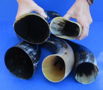 Five piece lot of Polished 12 - 15 Inch Cattle/Cow Horns