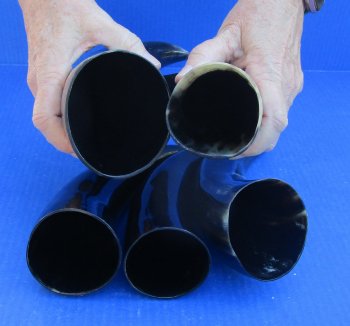 Five piece lot of Polished 8 - 12 Inch Cattle/Cow Horns