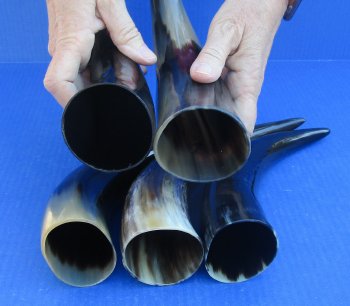 Five piece lot of Polished 8 - 12 Inch Cattle/Cow Horns