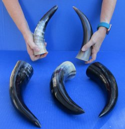 Five piece lot of Polished 8 - 12 Inch Cattle/Cow Horns