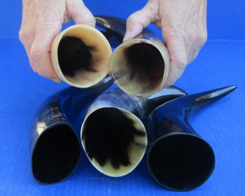 Five piece lot of Polished 8 - 12 Inch Cattle/Cow Horns