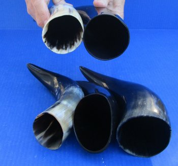 Five piece lot of Polished 8 - 12 Inch Cattle/Cow Horns