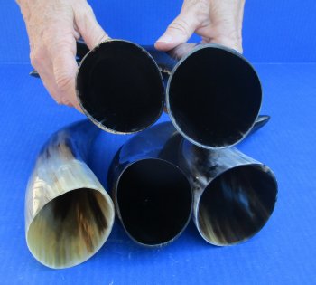 Five piece lot of Polished 8 - 12 Inch Cattle/Cow Horns